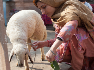 Polio in Pakistan
